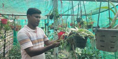 নার্সারি করে সফল হিরু জাফর