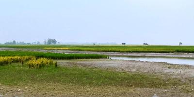ডিমলায় জাল দলিল চক্রের দৌরাত্ম্য