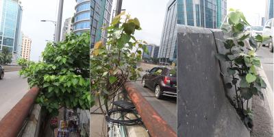 বট-অশ্বত্থের দখলে মগবাজার-মৌচাক ফ্লাইওভার