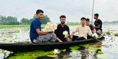 দিনাজপুরে পর্যটকমুখর ‘সাদা শাপলার বিল’