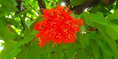 দৃষ্টিনন্দন সুপ্তিফুল