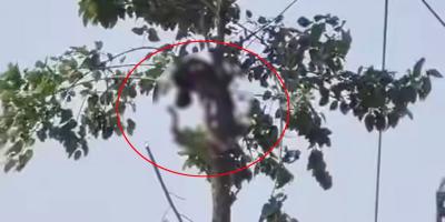 বিদ্যুৎস্পৃষ্ট হয়ে কিশোরের মরদেহ ঝুলছিল গাছে