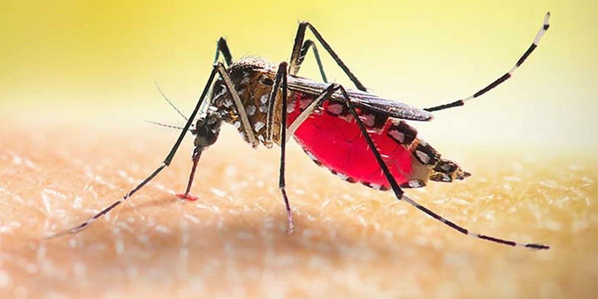 ডেঙ্গুতে ৫ জনের মৃত্যু, হাসপাতালে ৭৯২