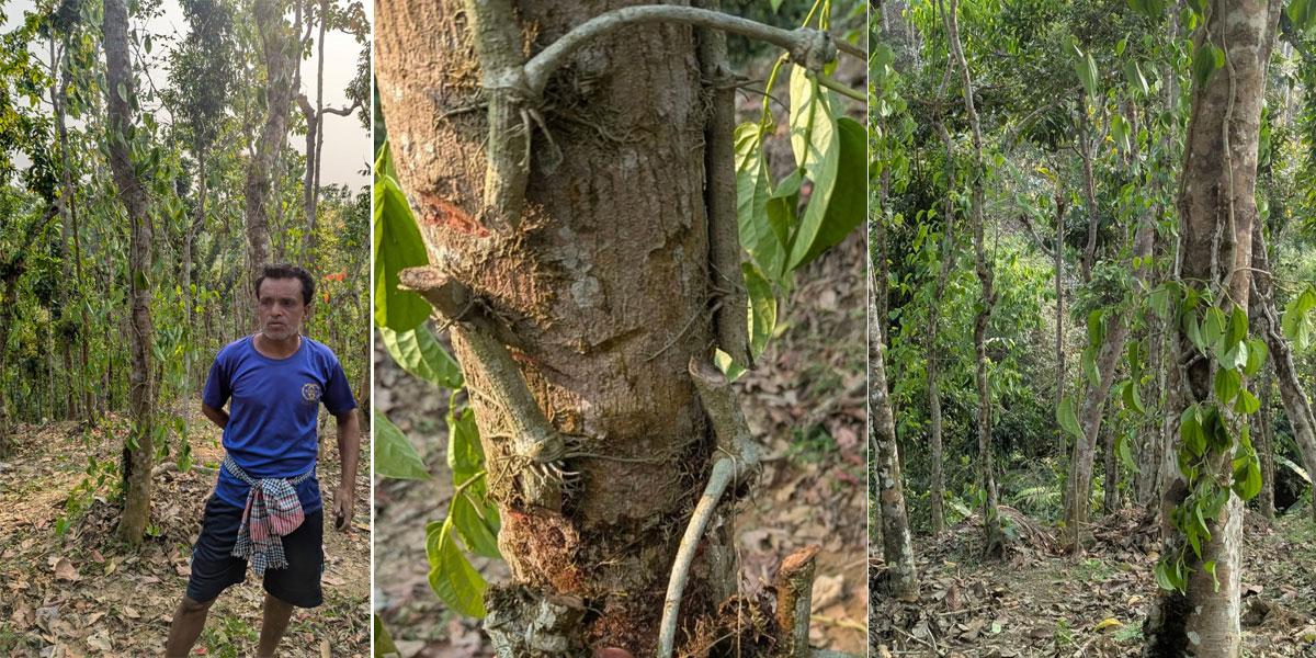 কুলাউড়ায় হাজারের বেশি পান গাছ কেটে দিয়েছে দুষ্কৃতকারীরা