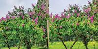 জারুলে রঙিন নোবিপ্রবি ক্যাম্পাস