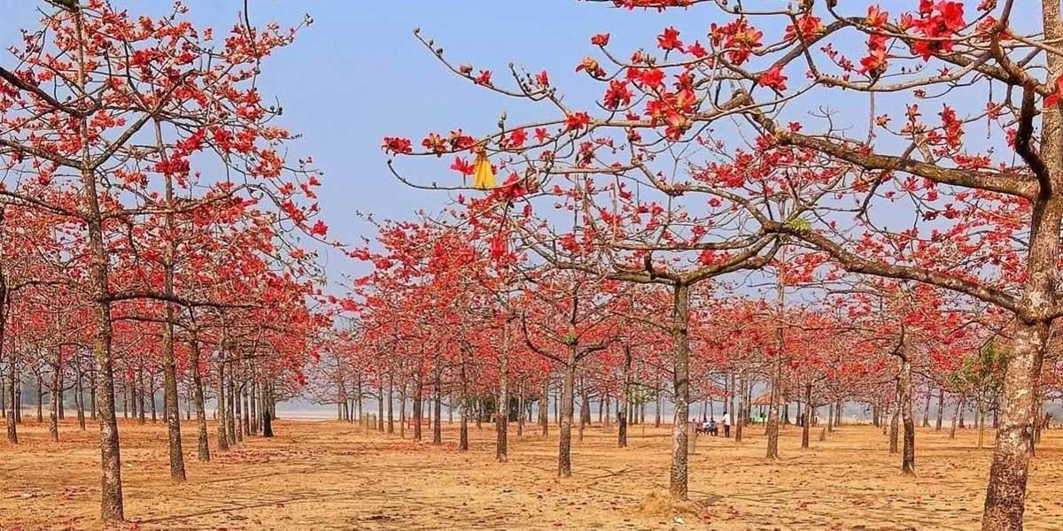 পাহাড়, নদী আর শিমুলের মিতালি