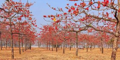 পাহাড়, নদী আর শিমুলের মিতালি