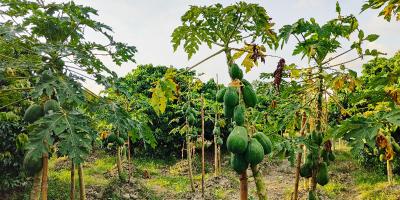 নারায়ণগঞ্জে পেঁপে চাষে কৃষকের সফলতা