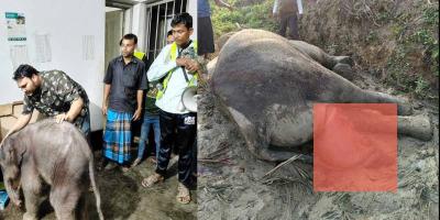 টেকনাফে প্রসবের পর রক্তক্ষরণে মা হাতির মৃত্যু