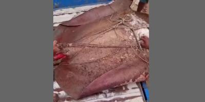 মেঘনায় ধরা পড়ল ১০ মণ ওজনের শাপলা পাতা মাছ