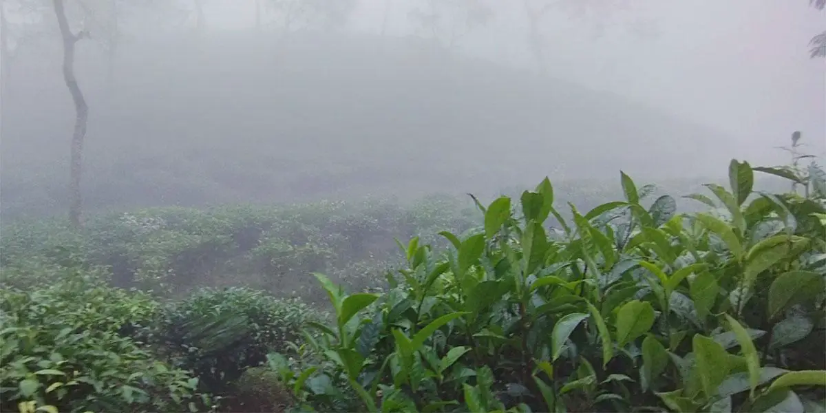 শীতে কাঁপছে চায়ের রাজ্য