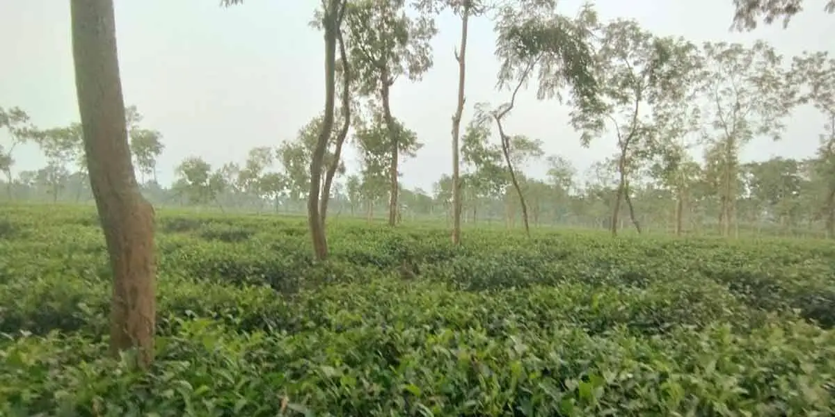 শ্রীমঙ্গলের তাপমাত্রা ৮.৫ ডিগ্রি