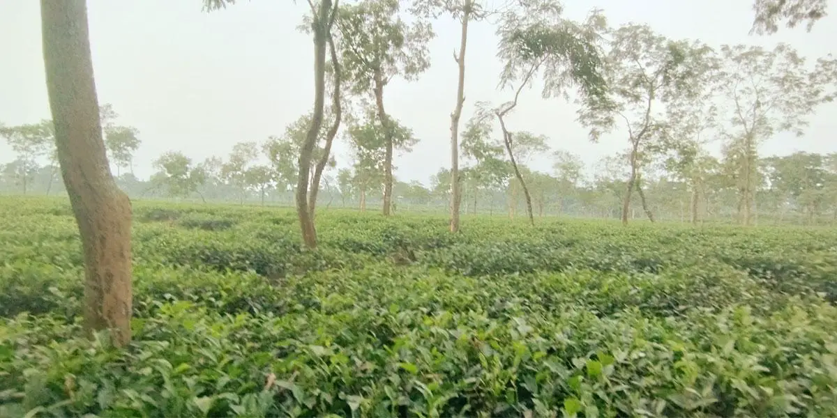 যেমন থাকবে সোমবারের আবহাওয়া