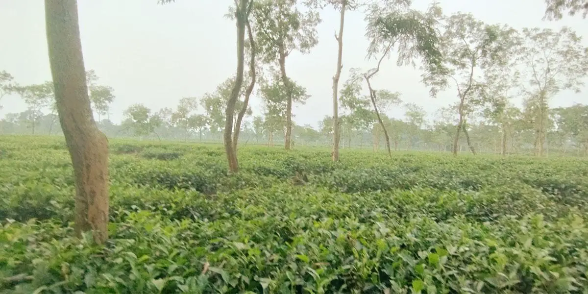 আবহাওয়ার পূর্বাভাস: কমতে পারে তাপমাত্রা