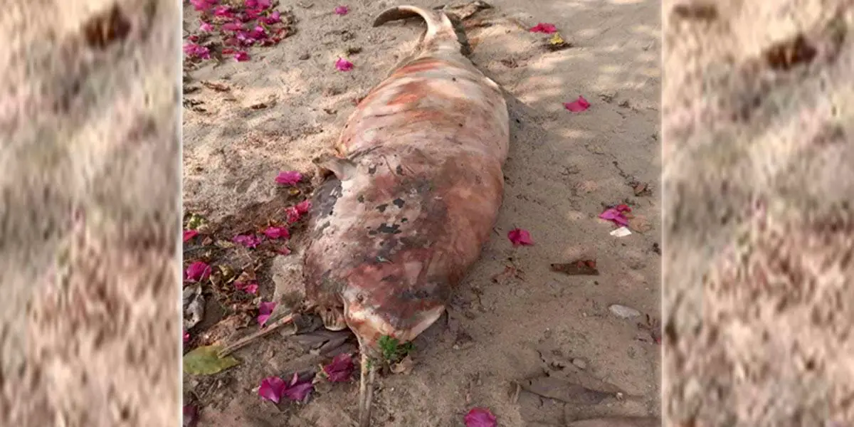 হালদায় ভেসে উঠল আরও এক মৃত ডলফিন