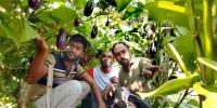 নড়াইলে বিষমুক্ত সবজি চাষে ৩ ভাইয়ের সাফল্য