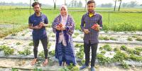মাসুম বিল্লাহর স্ট্রবেরি চাষে অল্প পুঁজি অধিক ফলন