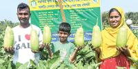সাড়া ফেলেছে নতুন জাতের ‘লাউ বেগুন’