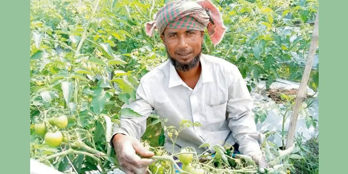 টমেটোর ভালো ফলন পাচ্ছেন কৃষক