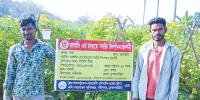 মালচিং পদ্ধতিতে শসা চাষে দুই বন্ধুর সাফল্য