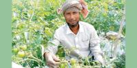 টমেটোর ভালো ফলন পাচ্ছেন কৃষক