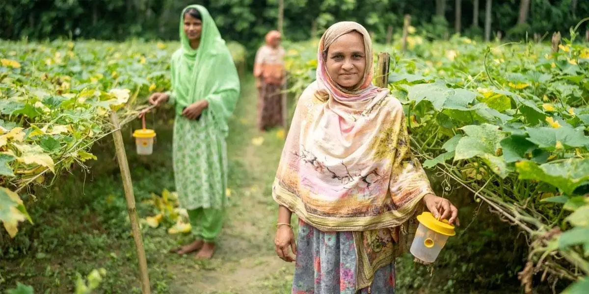 ফলের পোকা দমনে বাকৃবির প্রযুক্তি উদ্ভাবন