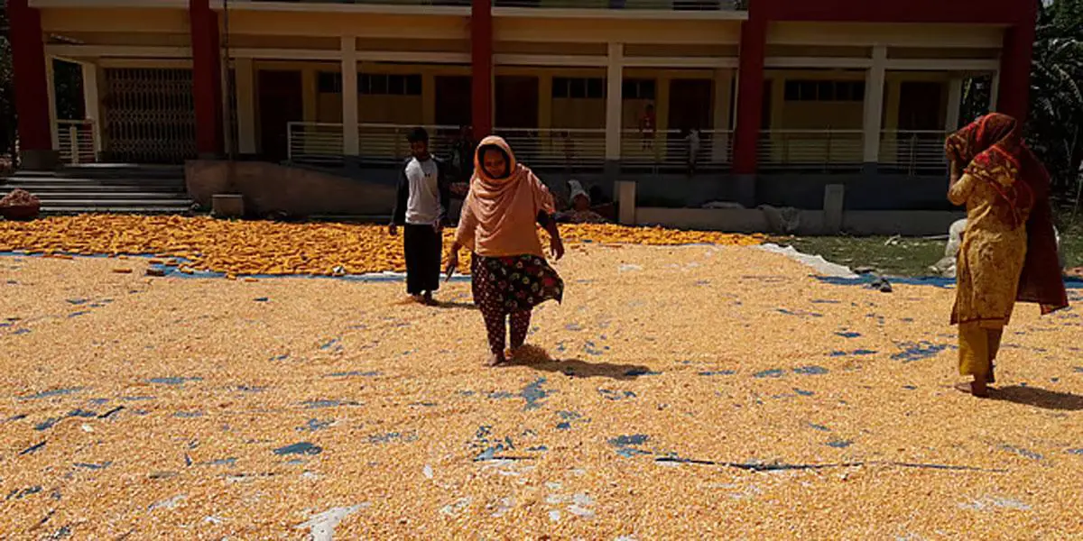দাউদকান্দিতে ভুট্টা চাষে স্বপ্ন বুনছেন কৃষক