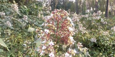 রাস্তার পাশের ঝোপে সৌন্দর্য ছড়াচ্ছে ভাঁটফুল