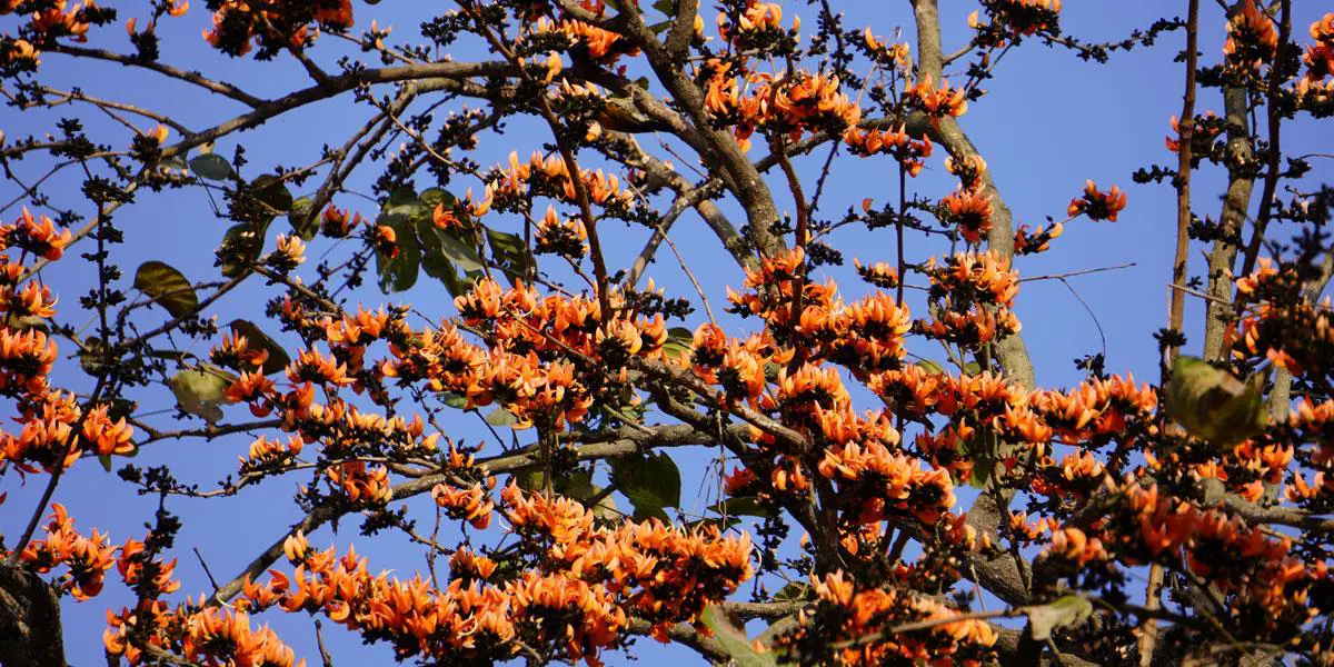 জাহাঙ্গীরনগরে বসন্তের পূর্ণতা আসে আগুনরাঙা পলাশে
