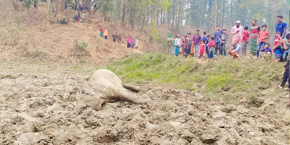 শেরপুরে হাতি হত্যা, প্রতিশোধে তাণ্ডব হাতির দলের