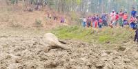 শেরপুরে হাতি হত্যা, প্রতিশোধে তাণ্ডব হাতির দলের