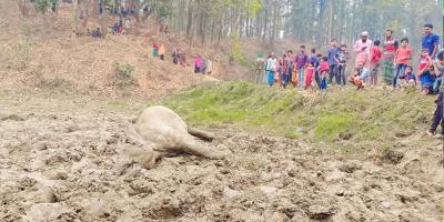 শেরপুরে হাতি হত্যা, প্রতিশোধে তাণ্ডব হাতির দলের