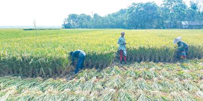 নড়াইলে ধান কাটা শুরু: ভালো ফলন, খুশি কৃষক