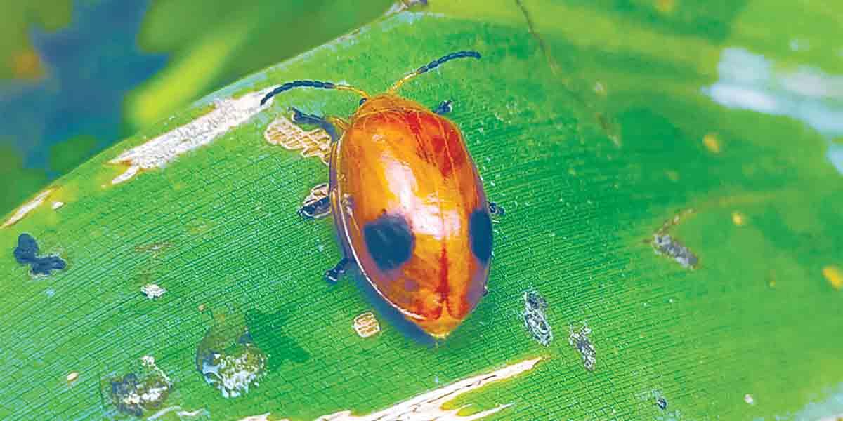 দেখা পেলাম পাতা বিটল পোকার