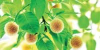 বর্ষায় যেসব ফুল ফোটে