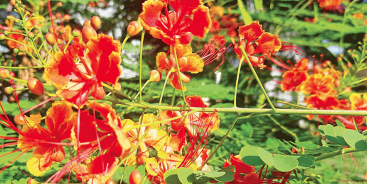 সৌন্দর্যে অনন্য রাধাচূড়া