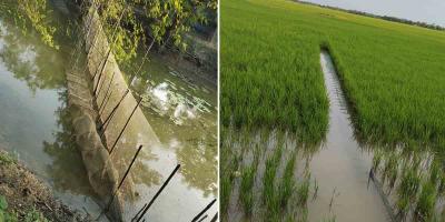 সুন্দরবন উপকূলে বাড়ছে চায়না দুয়ারী জালের ব্যবহার, অস্তিত্ব সংকটে ‌জলজ প্রাণীরা