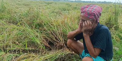 গোপালগঞ্জে ভারী বৃষ্টিতে আমন ধানসহ ফসলের ব্যাপক ক্ষতি