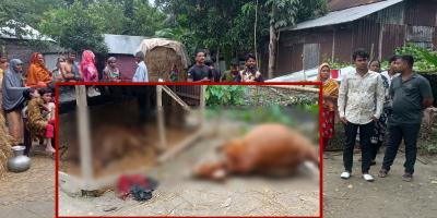 গোপালগঞ্জে শত্রুতার জেরে প্রাণ গেল ৩টি গরুর!