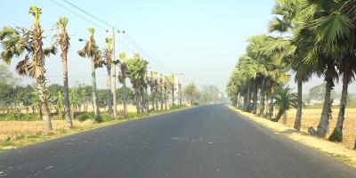বিদ্যুতের তার রক্ষায় হাজারও গাছের ক্ষতি