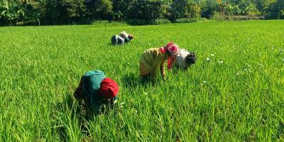 কৃষিশ্রমে মজুরিবৈষম্যের শিকার নারী