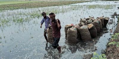 পানির নিচে আলু, লোকসানের মুখে কৃষক