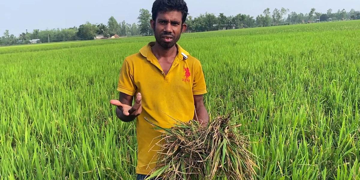শেরপুরে ভেজাল বীজে মাঠজুড়ে হাহাকার