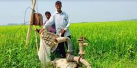 পাবনায় পানির অভাবে পুড়ছে ফসল