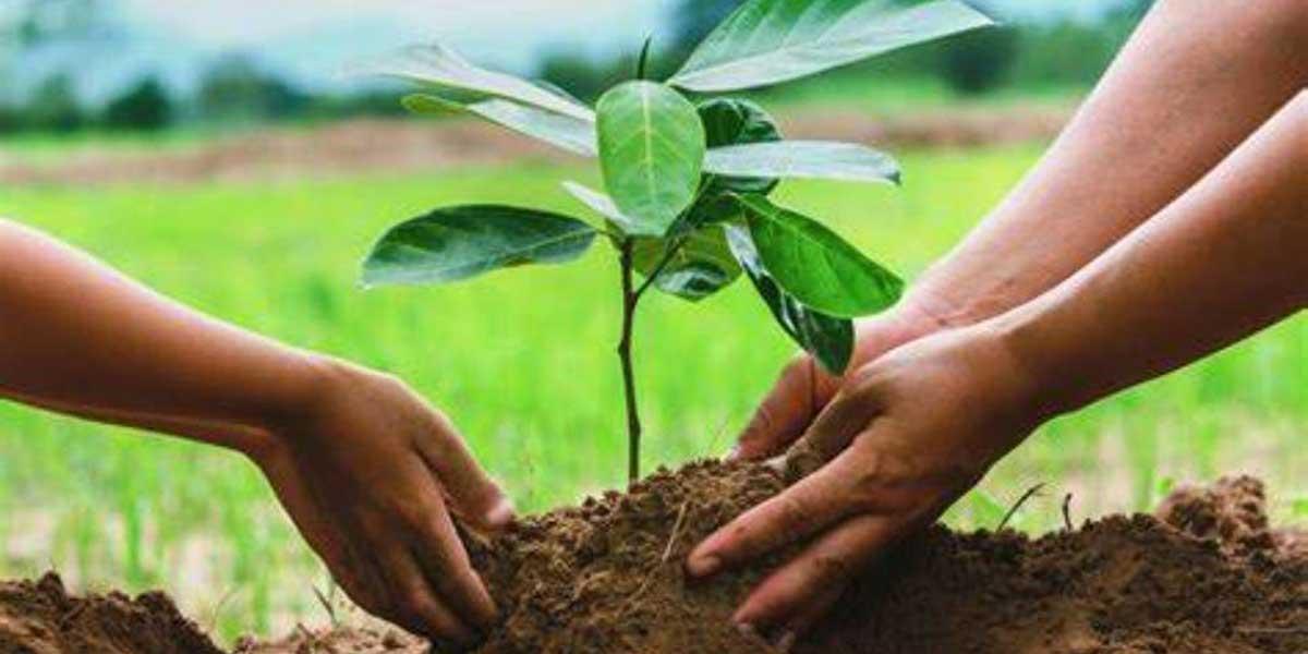 Tree Plantation/Afforestation বিষয়ক Writing Paragraph নিয়ে আলোচনা, ৭ম পর্ব, এসএসসি পরীক্ষার ইংরেজি ২য় পত্র