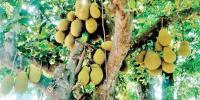 দাউদকান্দিতে কাঁঠালের বাম্পার ফলন, ভালো দামের প্রত্যাশা চাষিদের