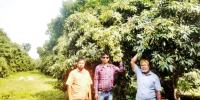 লিচুতে ৬০০ কোটি টাকার বাণিজ্যের আশা