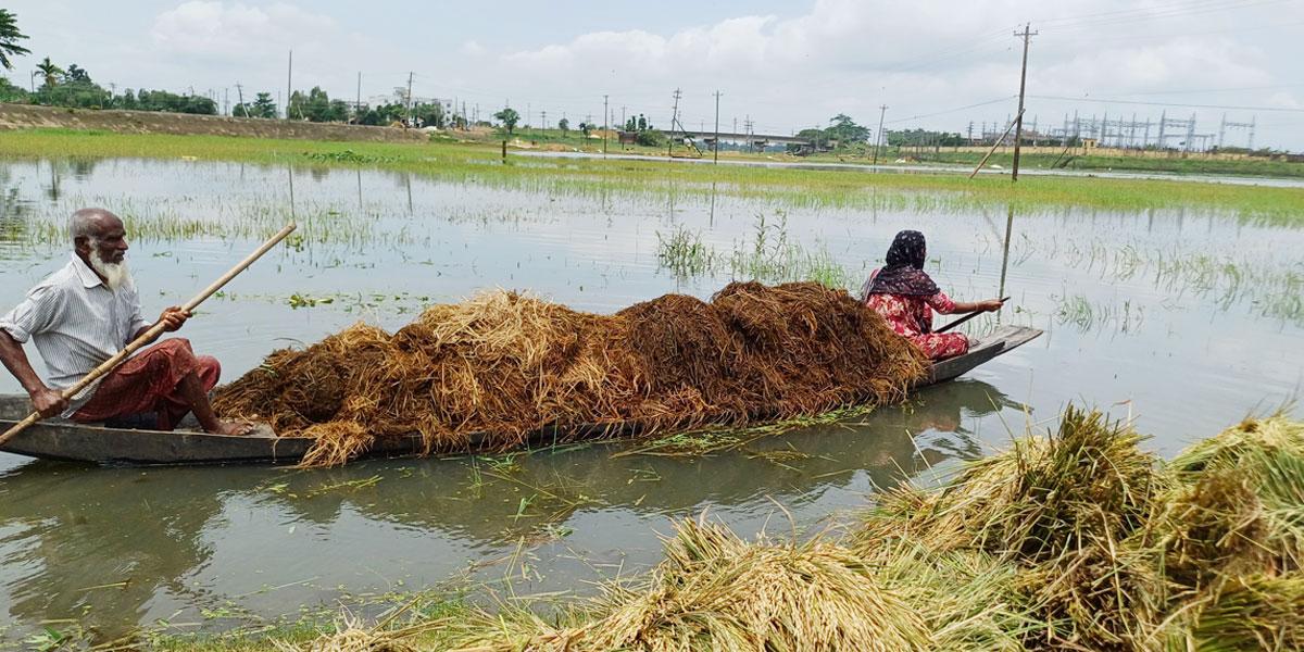 সুনামগঞ্জে প্রায় ২০০ কোটি টাকার ফসলের ক্ষতি