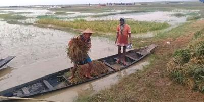 হাওরের বুকজুড়ে নীরব আর্তনাদ, উৎসবের ভিড়েও লুকিয়ে কান্না