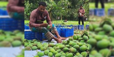 সাতক্ষীরায় আম পাড়া শুরু, উৎসবের আড়ালে সিন্ডিকেট আতঙ্ক